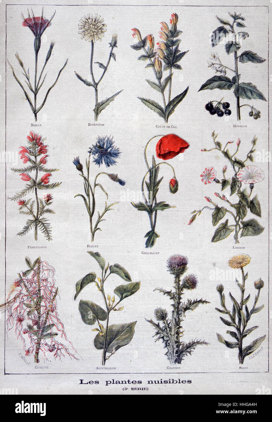 Illustrazione raffigurante nocivi o piante velenose. 1897 Foto Stock