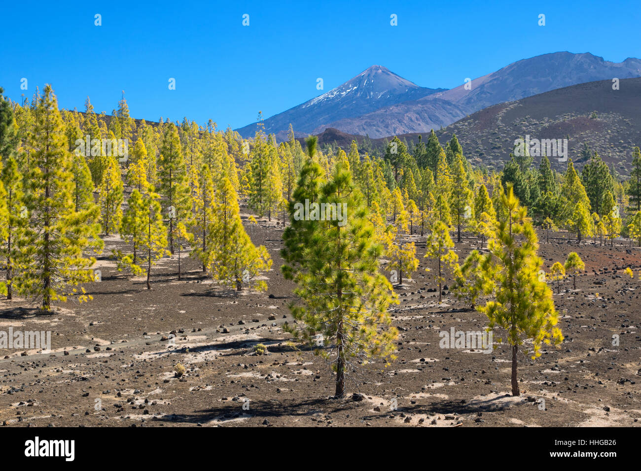 Il monte Teide Tenerife Foto Stock