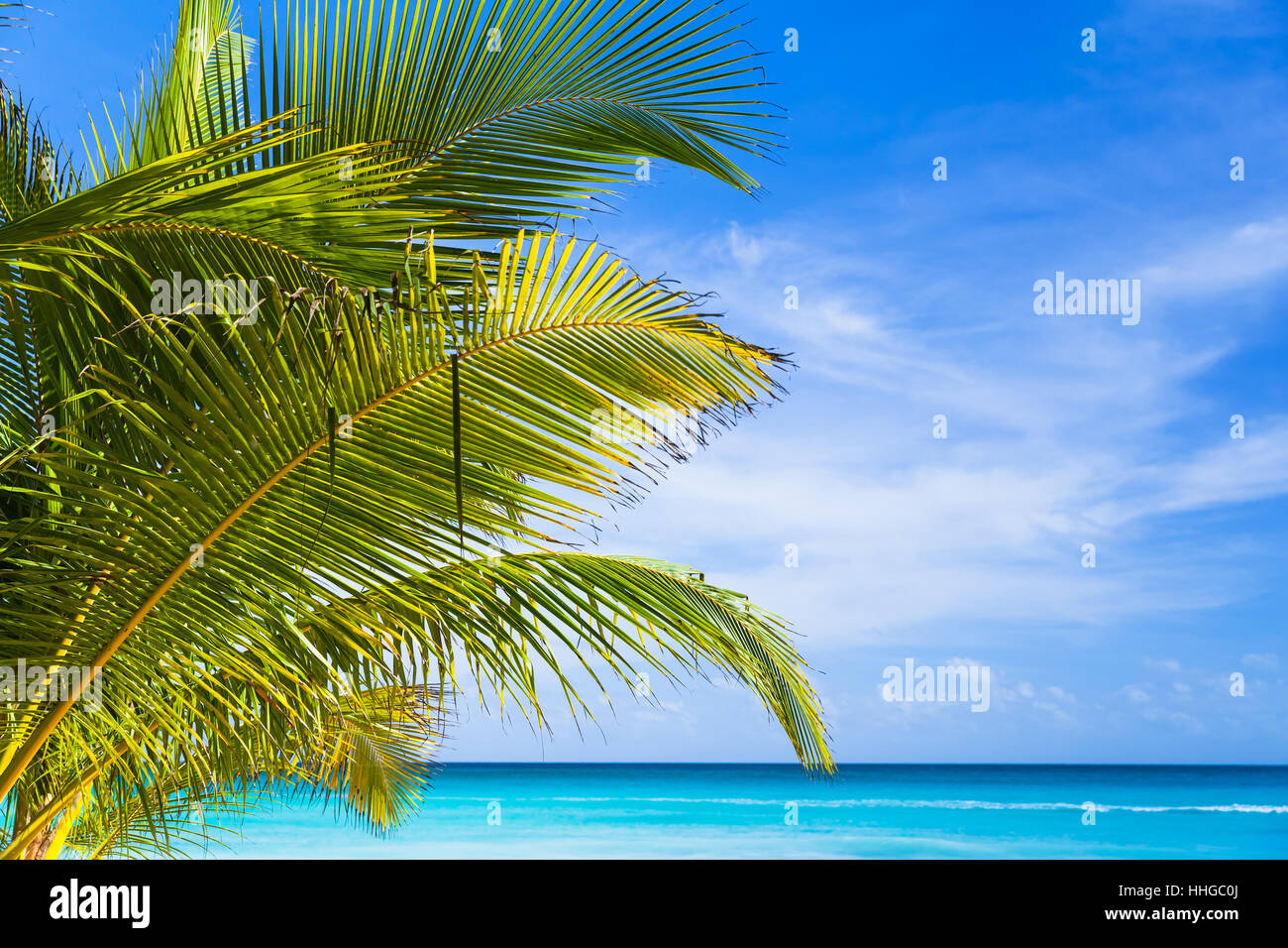 Foglie di palmo closeup photo. Mar dei Caraibi costa, Repubblica dominicana, Saona Island Foto Stock