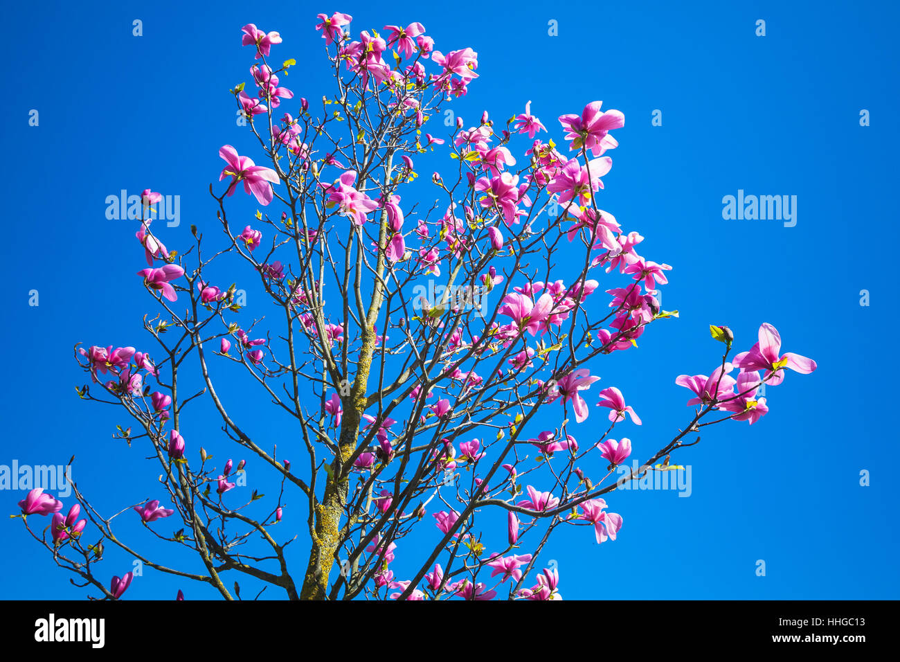 Albero di Magnolia con fiori di colore rosa sul luminoso cielo blu, sfondo foto con messa a fuoco selettiva Foto Stock