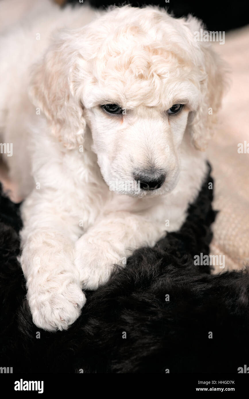 Barboncino bianco cucciolo con pelliccia ricci in appoggio su un cane nero, copia dello spazio, razza standard Foto Stock