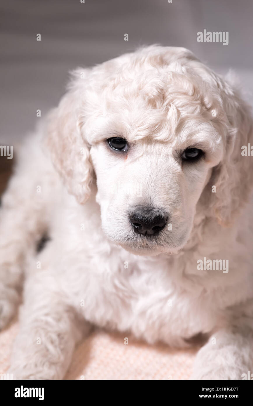 Barboncino bianco cucciolo guardando la fotocamera frontale in close up, cute cane con pelliccia ricci a sei settimane di età, occhi marroni con un ugello di colore nero. Foto Stock