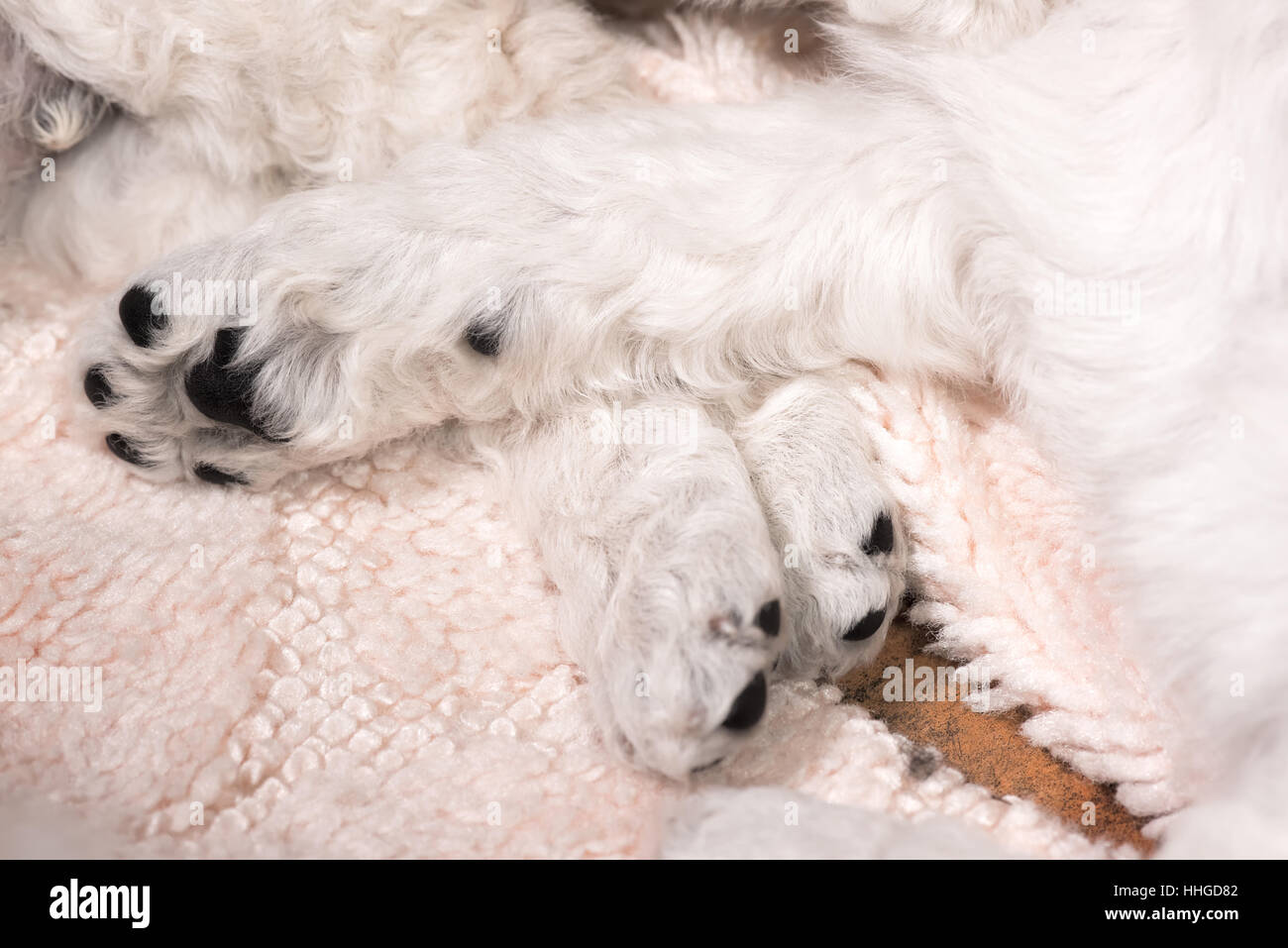 Sei settimane vecchio bianco standard poodle cuccioli con pelliccia di ricci e zampe nere in appoggio su un tappeto. Foto Stock