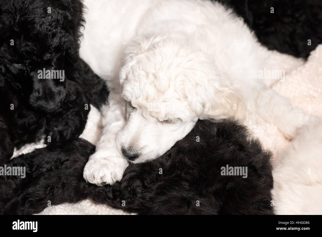 Bianco e nero standard cuccioli barboncino, 6 settimane di riposo, insieme su un tappetino. Foto Stock