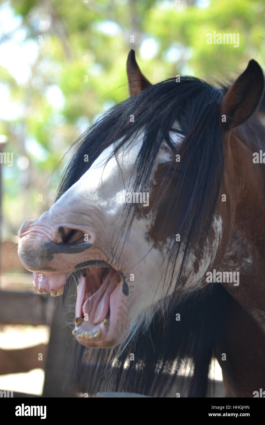 "Horsing intorno all' alla Churchill Island Foto Stock