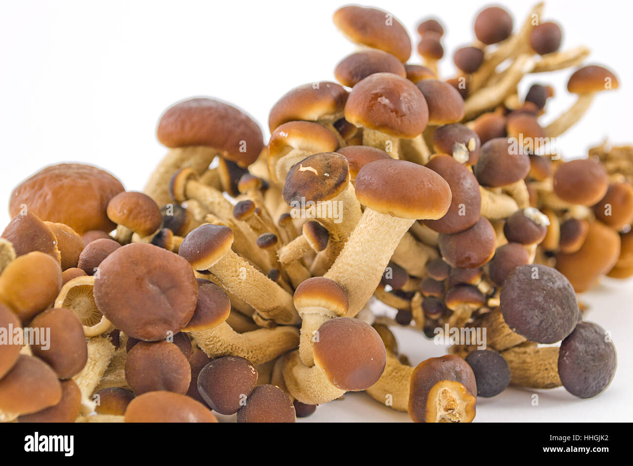 Funghi, verdure, cibo, aliment, isolata, closeup, verde selvaggio, Foto Stock