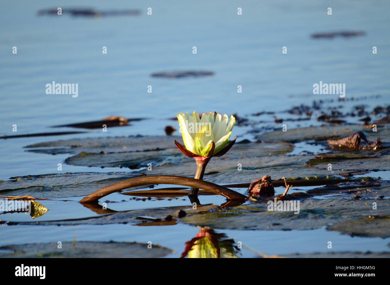 Gocce di pioggia su acqua Foto Stock