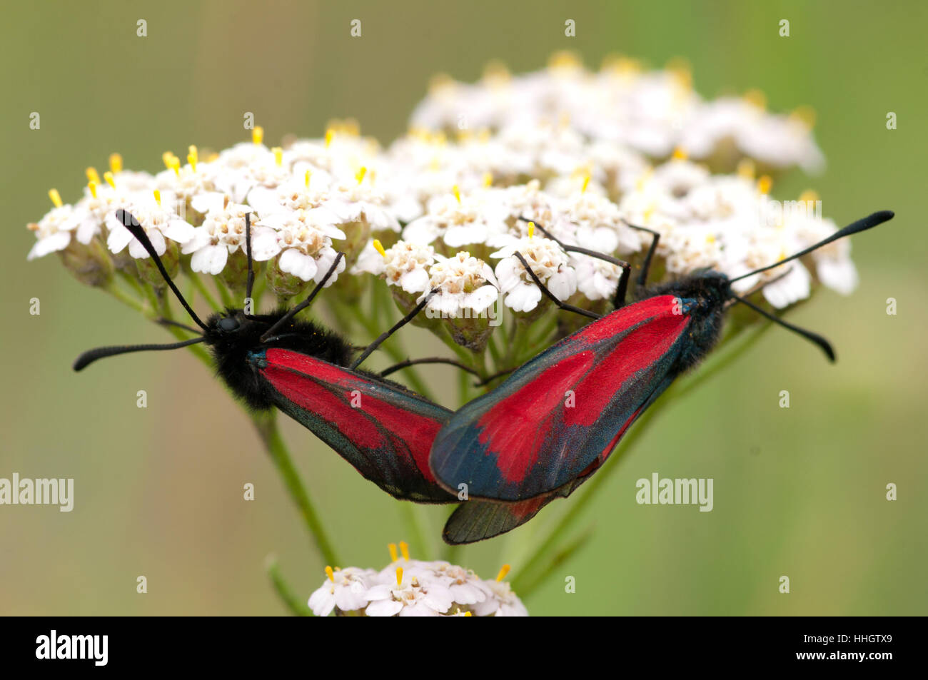 Due farfalle zygaenidae e comune yarrow Foto Stock