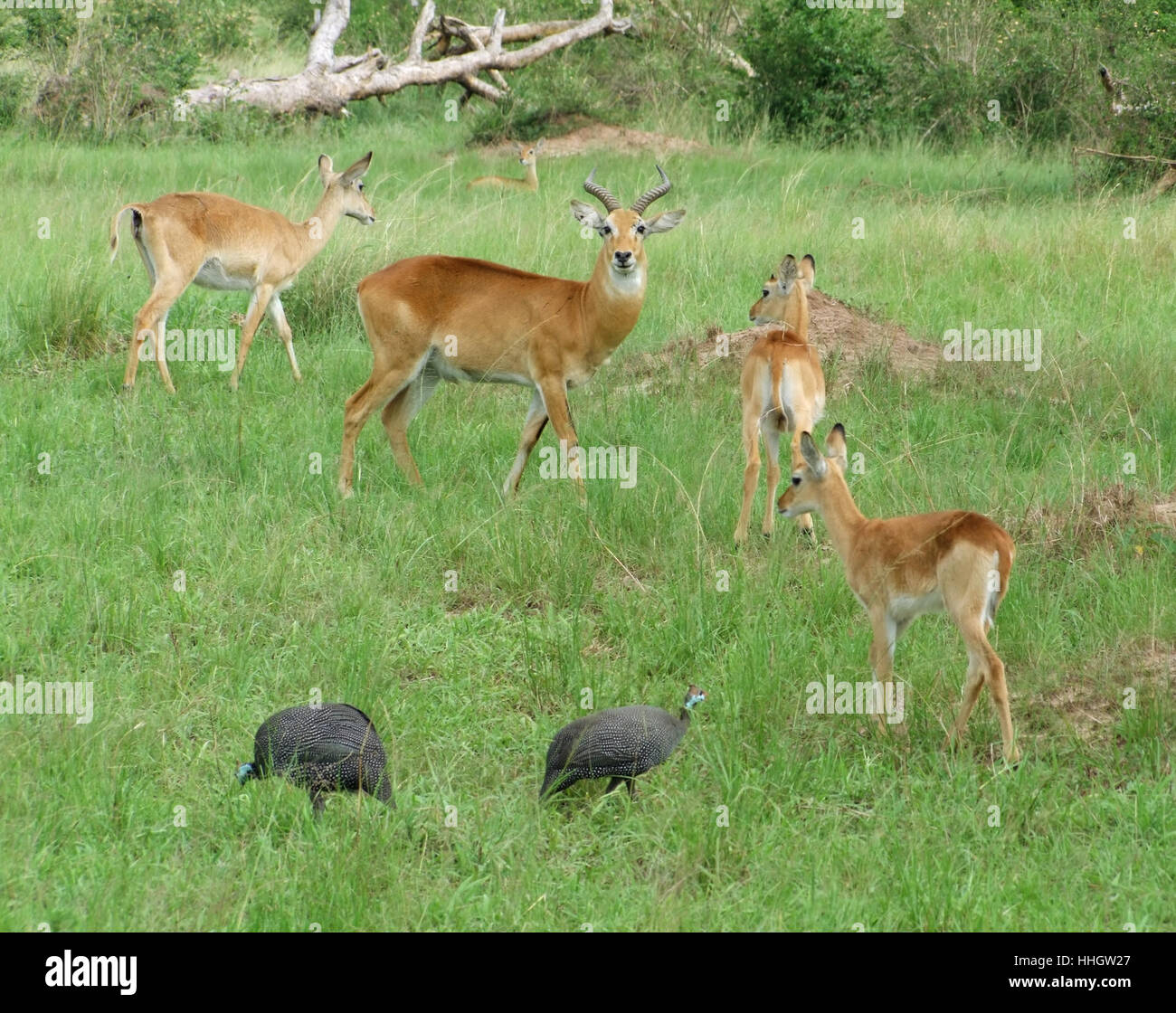 Africa, antilopi, Uganda, giorno, animale mammifero, bird, marrone, marrone, brunette, Foto Stock