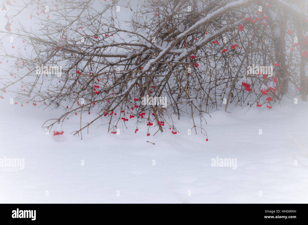 Un inverno di bush con bacche rosse si piega bassa nella neve in un haze. Foto Stock
