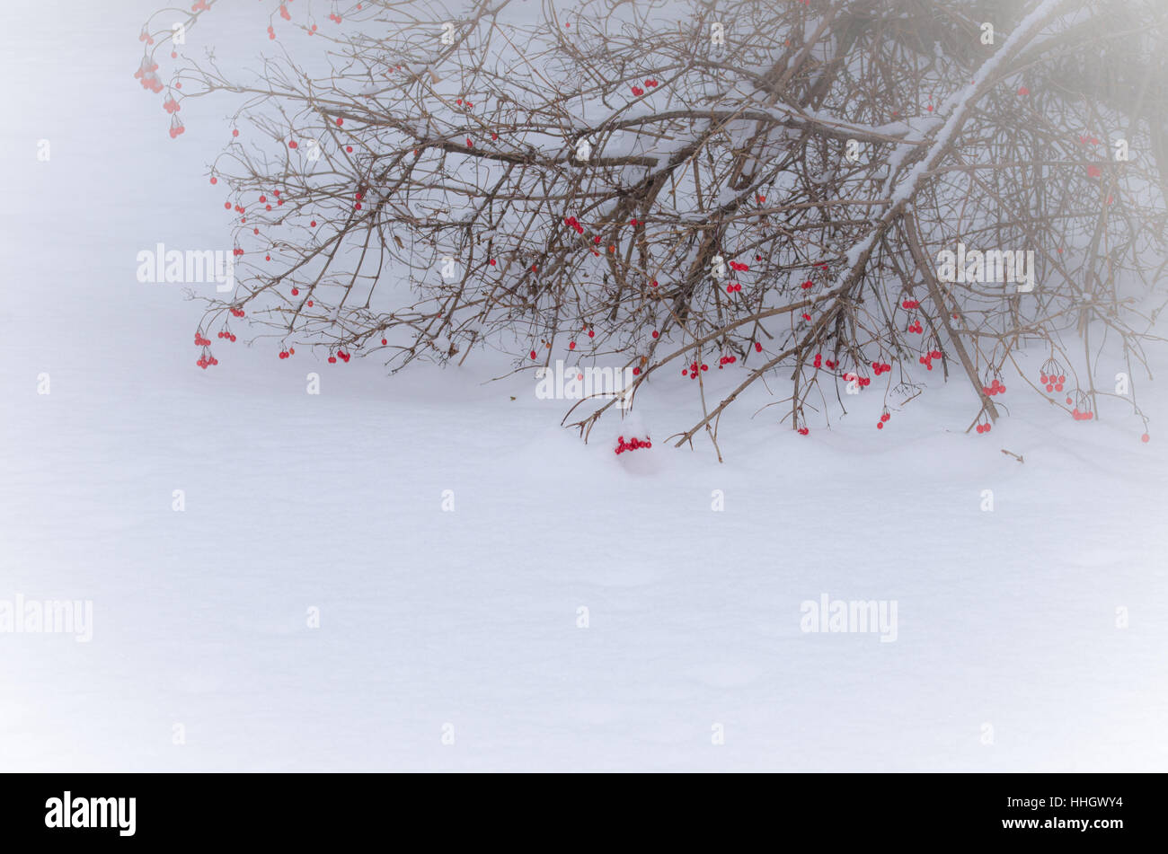 Una boccola di basso con bacche rosse si piega verso il basso nella neve. Foto Stock