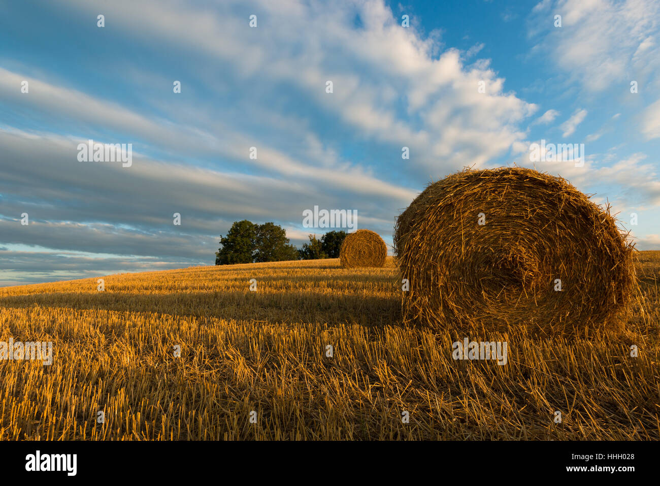 Agricoltura, allevamento, campo, sfera di paglia, rotolo di paglia, il lavoro sul campo, rotoli, Foto Stock