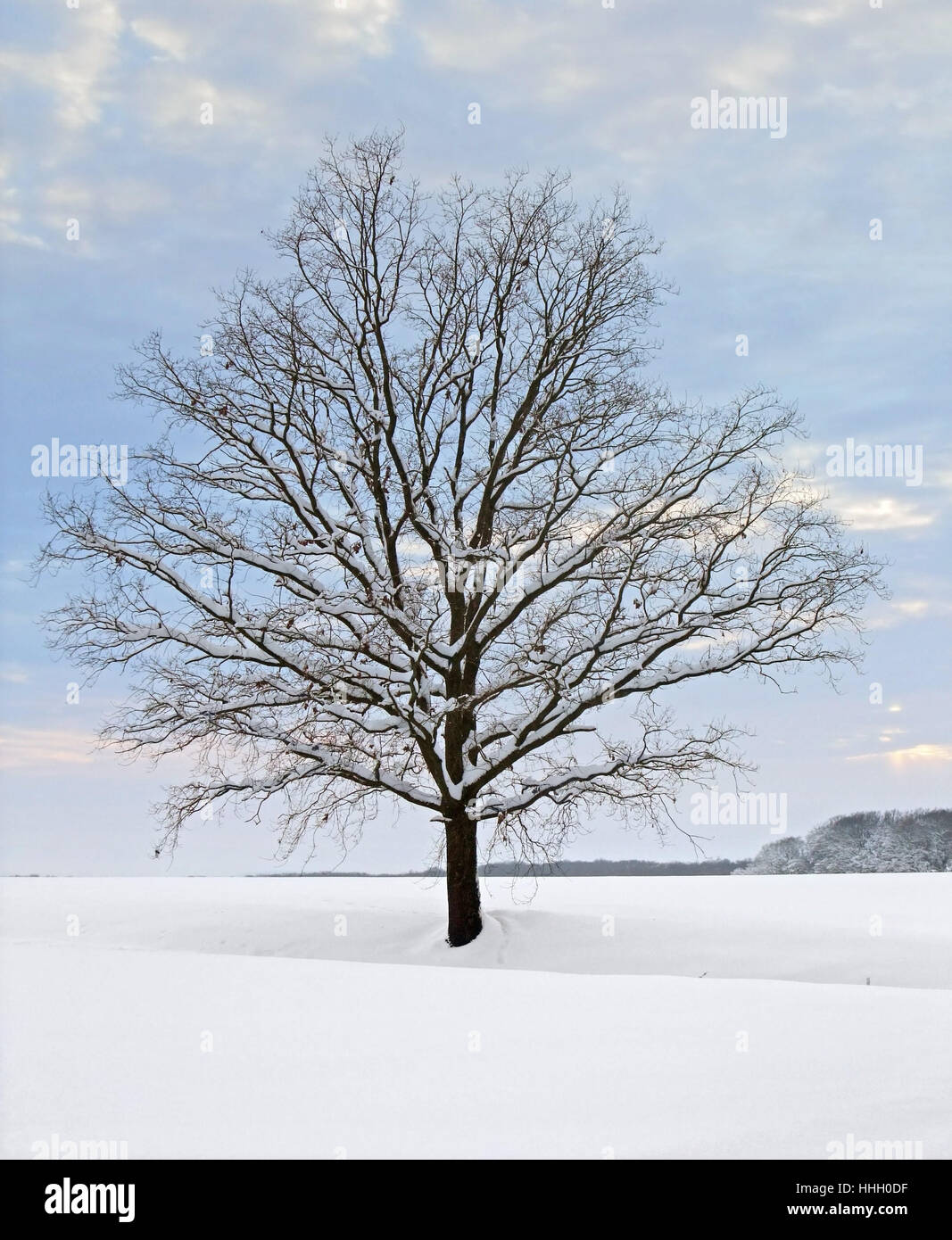 Rurale idilliaco paesaggio invernale con stand-alone di albero a sera Tempo in Hohenlohe, una zona della Germania meridionale Foto Stock