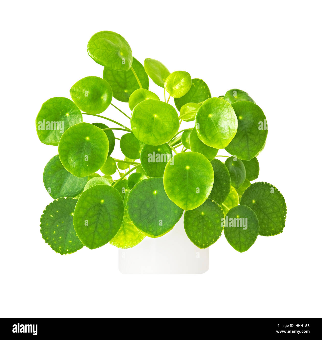 Foglia, isolato, flora, ecologia, crescita, lasciare, pot, vari, prato verde, Foto Stock