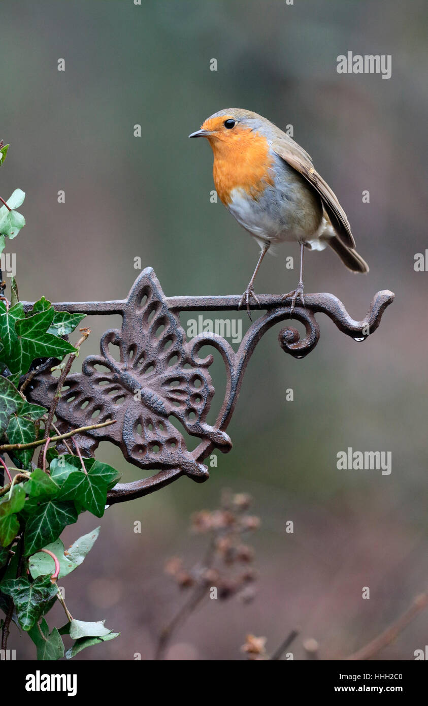 Robin, Erithacus rubecula, singolo uccello sulla recinzione, Warwickshire, Gennaio 2017 Foto Stock