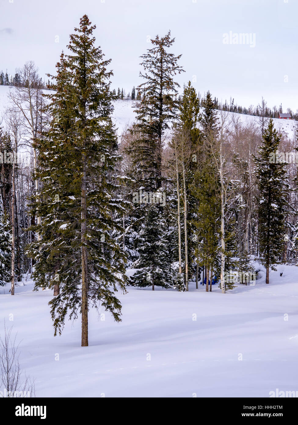 Aspen Colorado e la foresta di pini s in inverno Foto Stock