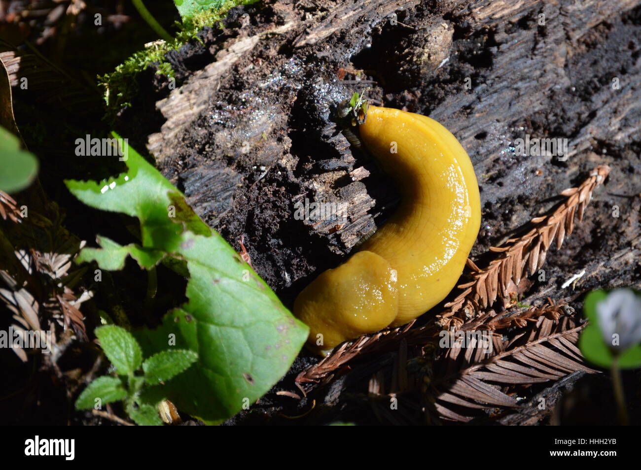 Una banana slug aderisce ad un decadimento log di Redwood Foto Stock