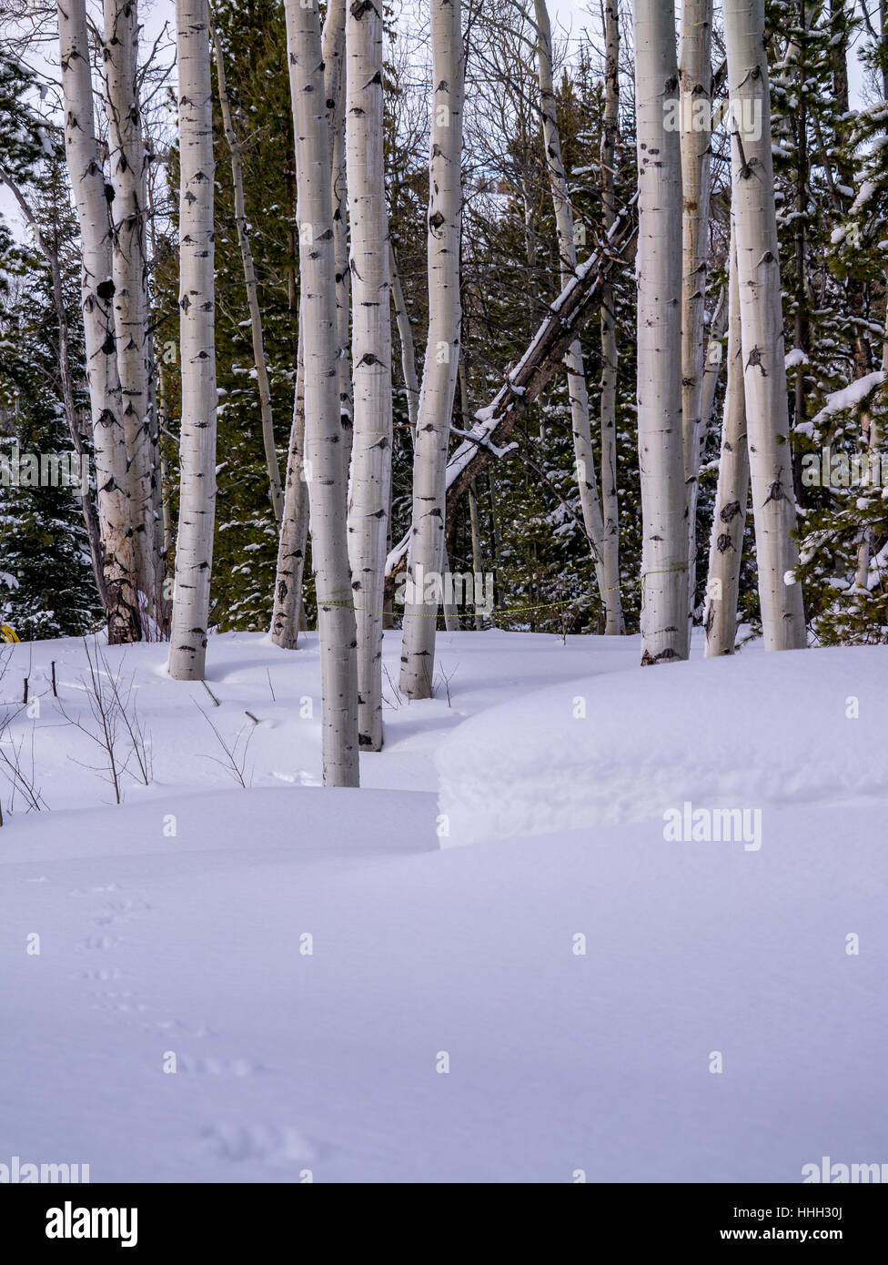 Snowy scena nella foresta con spazio di copia Foto Stock