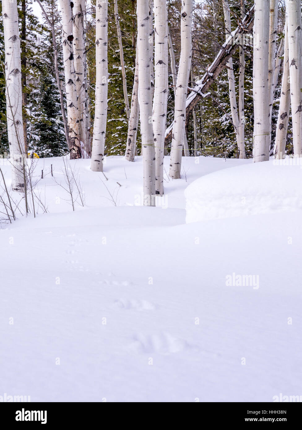 Fortemente sagomata di neve fresca in Aspen forest Foto Stock