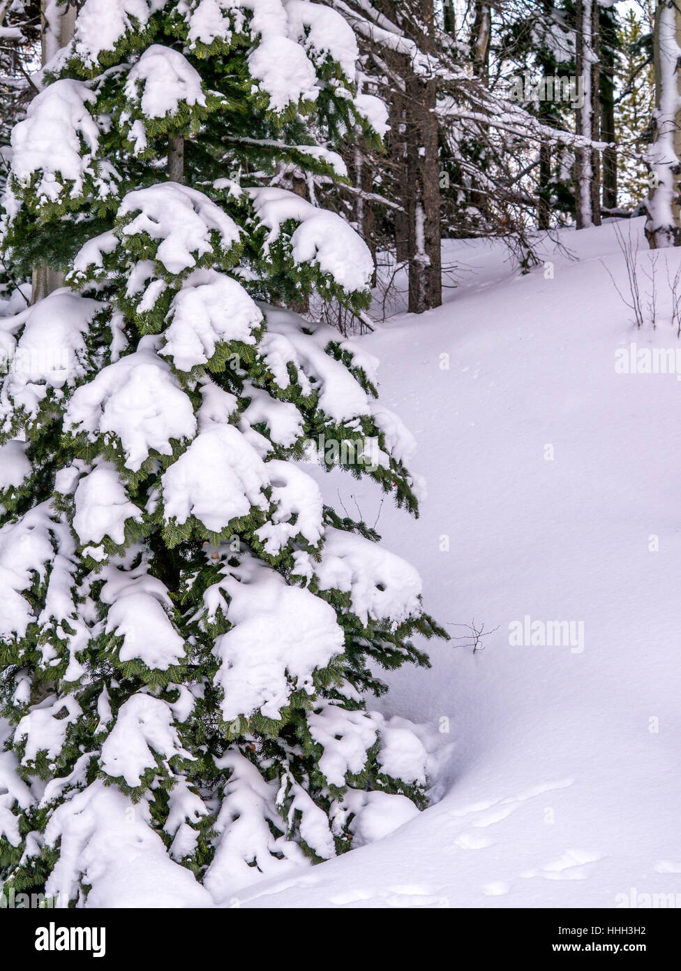 Albero sempreverde con neve pesante coperchio Foto Stock