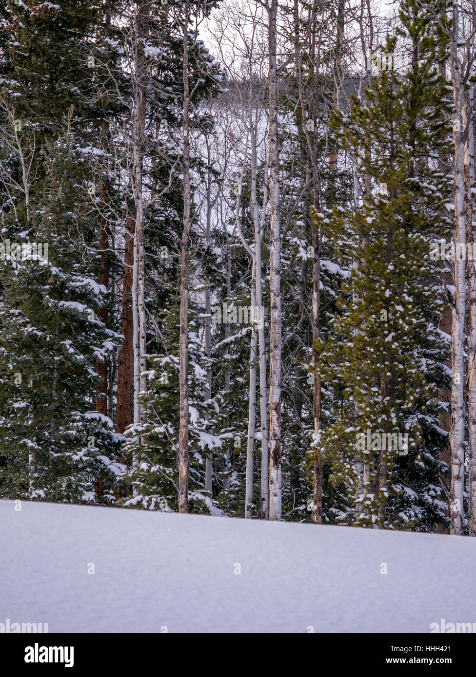 Aspen e pini con neve spazio di copia Foto Stock