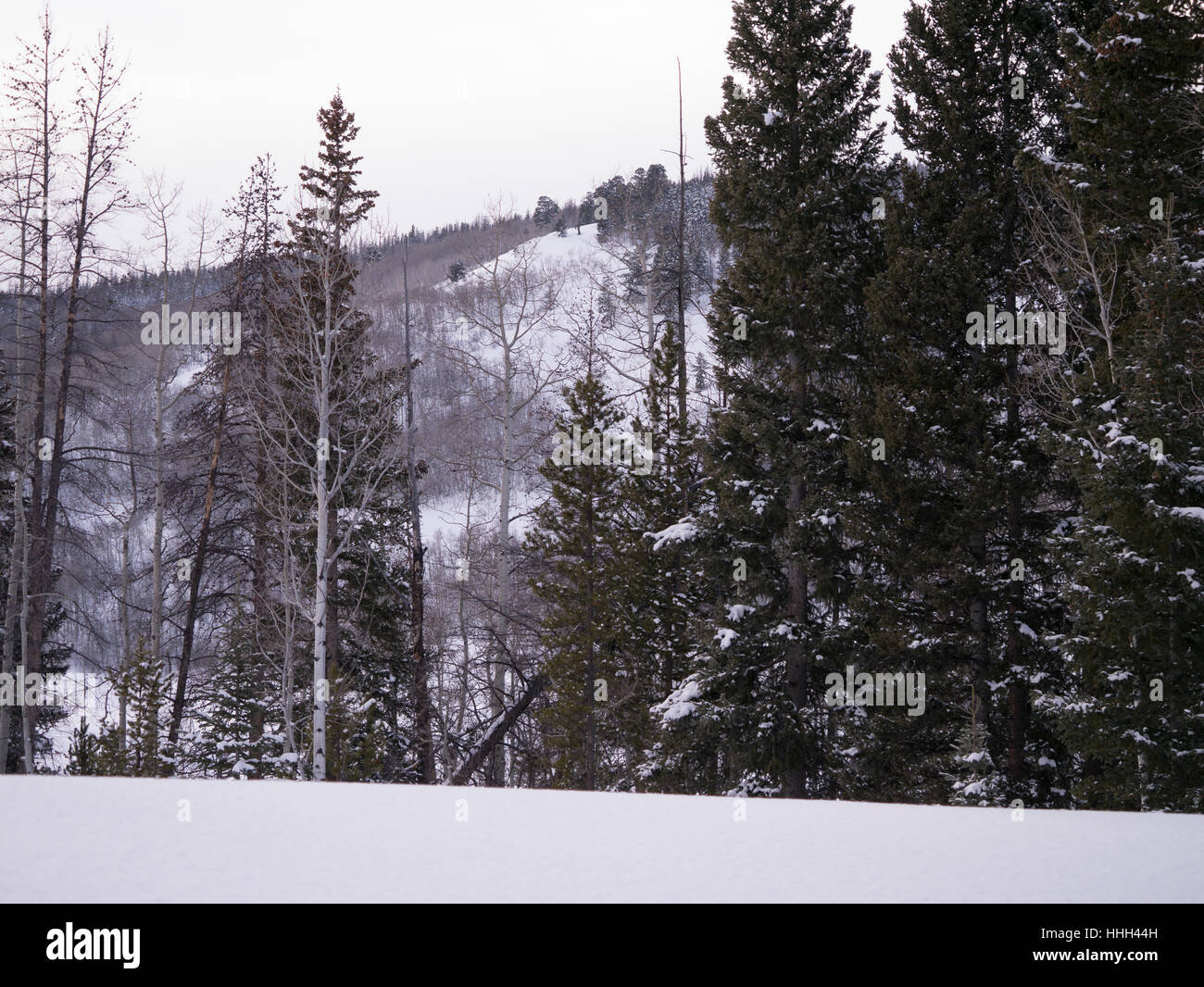 Aspen e la foresta del pino in inverno con neve pesante Foto Stock