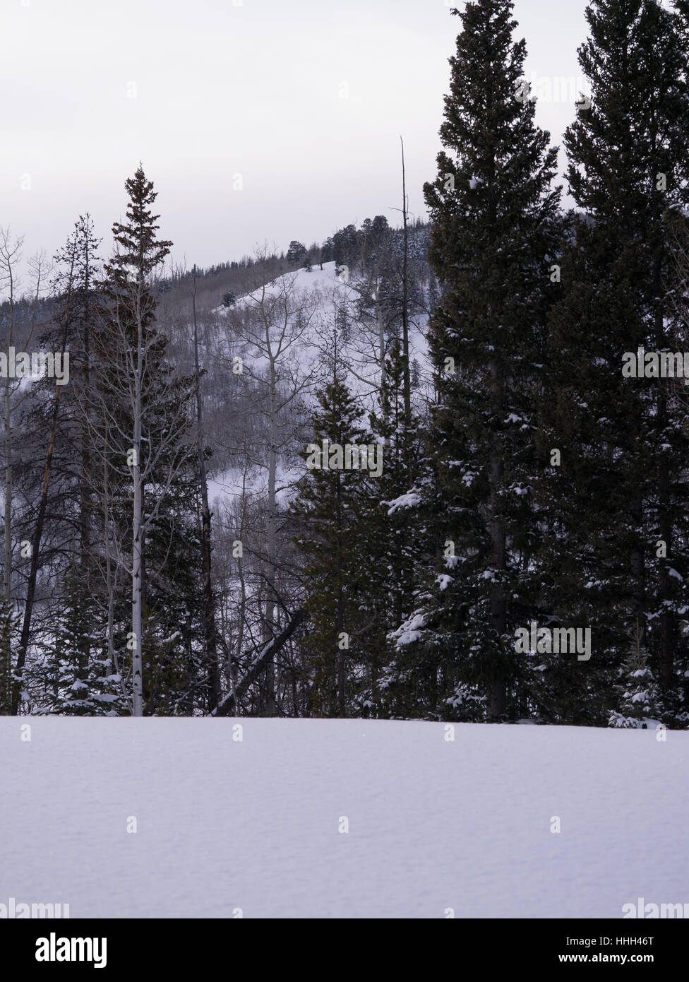 Aspen misti e la foresta di pini, fresche, neve pesante in primo piano Foto Stock