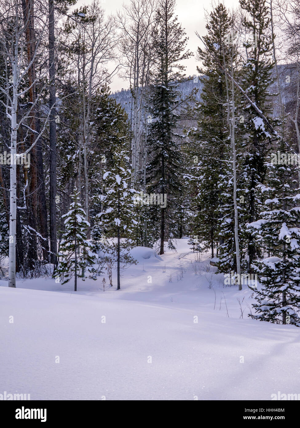 Inverno aspen e pineta con sentiero che in Foto Stock