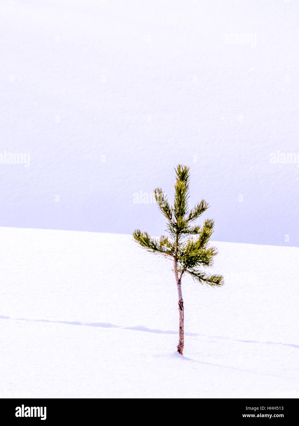 Albero solitario in neve fresca con le tracce degli animali Foto Stock