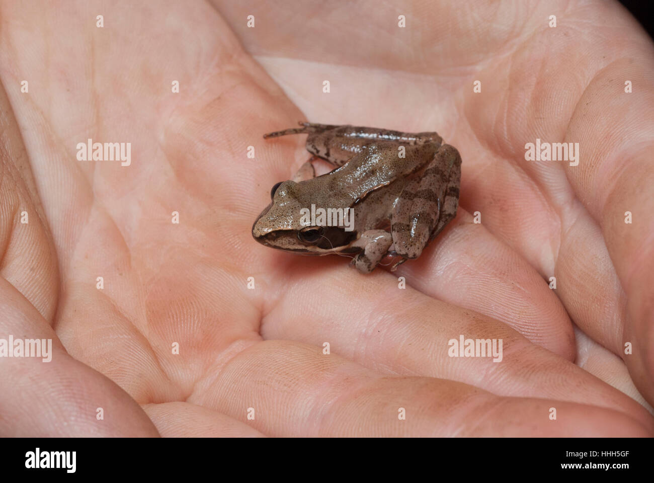 Piccola rana nella mani a tazza. Foto Stock