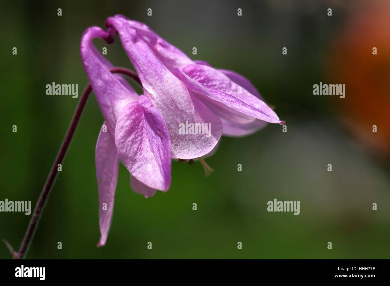 Flower, impianti, bloom, blossom, fiorire, fiorente, flora, viola, rosa, Foto Stock