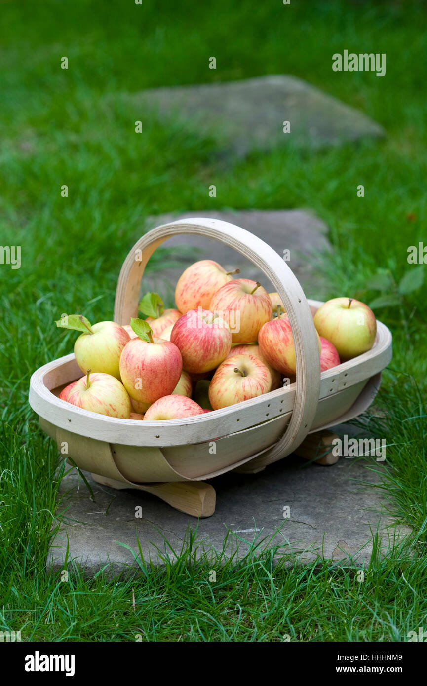 Harvest, frutta mele, Apple, raccolte fresche, cibo, aliment, giardino, legno, Foto Stock