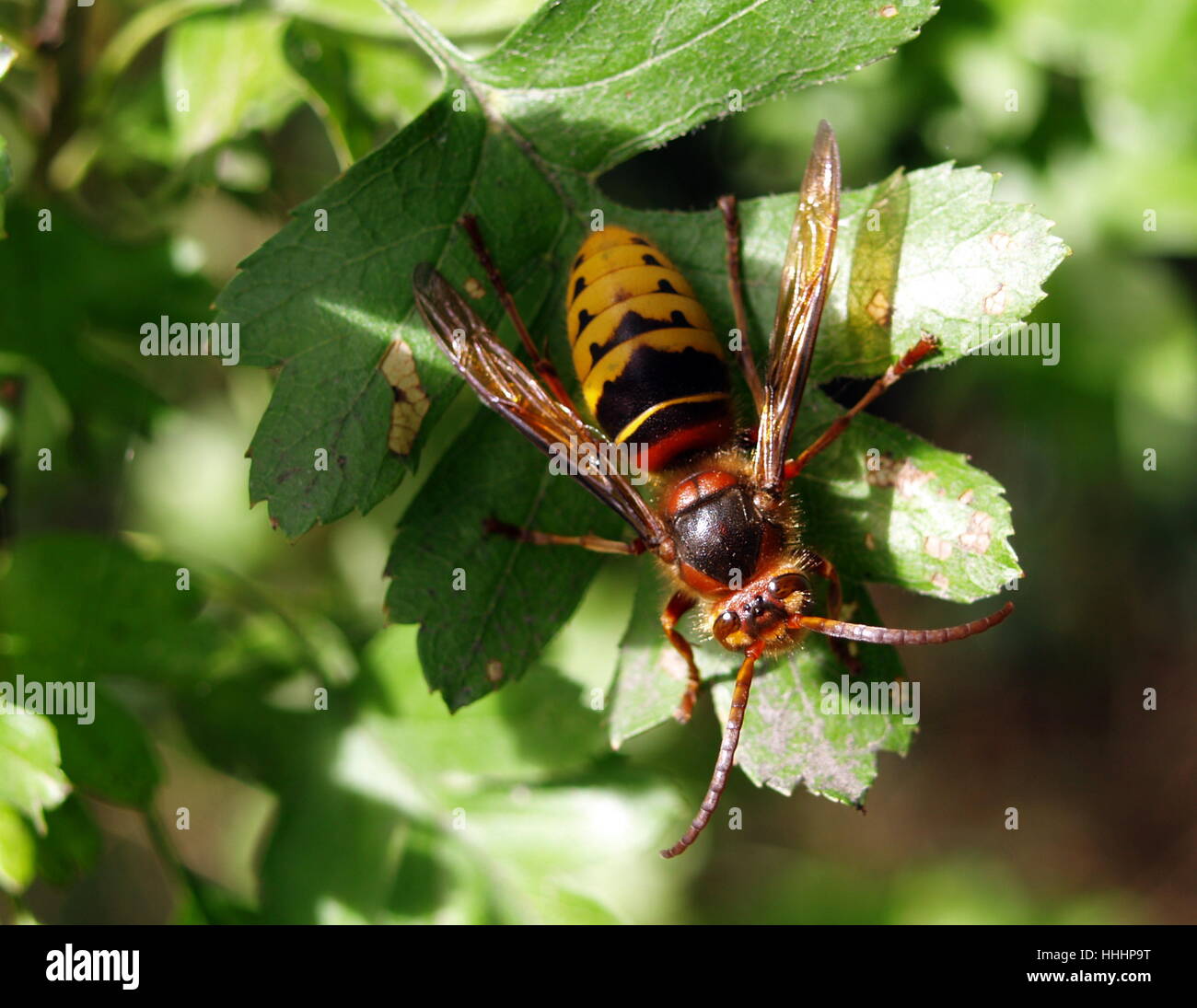 Le gambe, insetto, ala, striata, vespe, natura, gambe, leaf, albero, insetto, occhi, Foto Stock