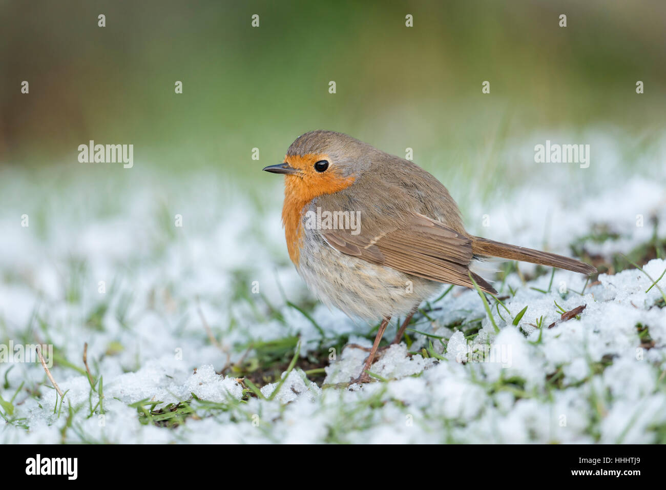 Pettirosso ( Erithacus rubecula ), soffici, seduto a terra, resti di neve, tardiva insorgenza di inverno, vista laterale. Foto Stock