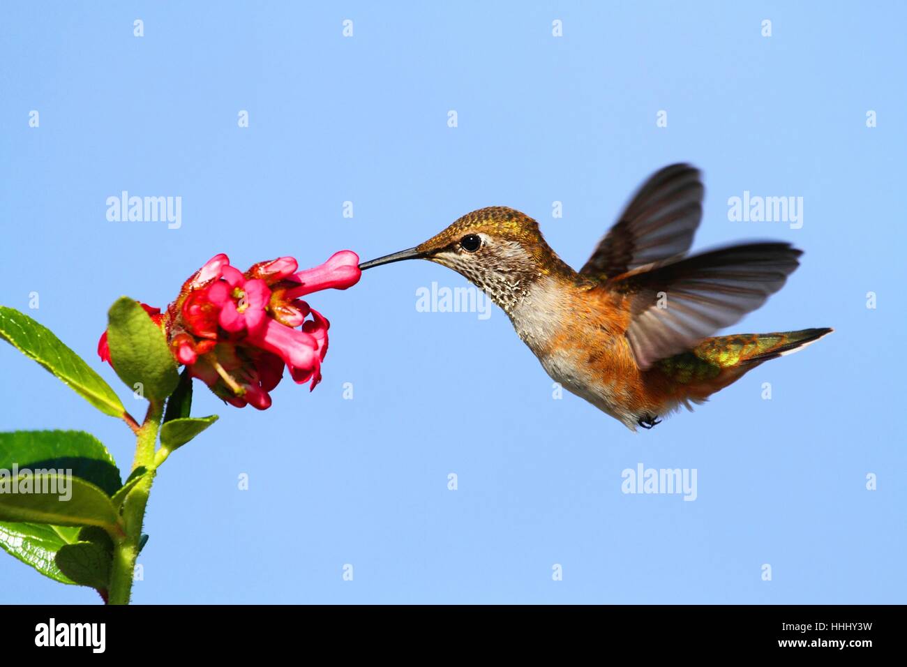 Uccelli, Hummingbird, natura, animali, uccelli, fiori, piante, fauna selvatica, uccelli, Foto Stock