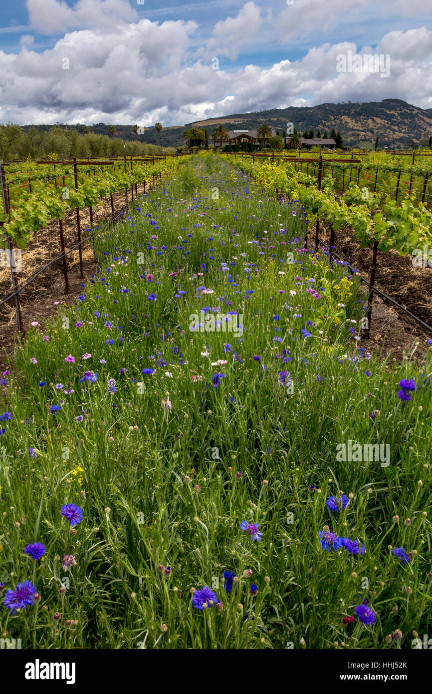 Vigneto, fiori selvatici, Round Pond station wagon, Rutherford, la Valle di Napa NAPA County, California Foto Stock