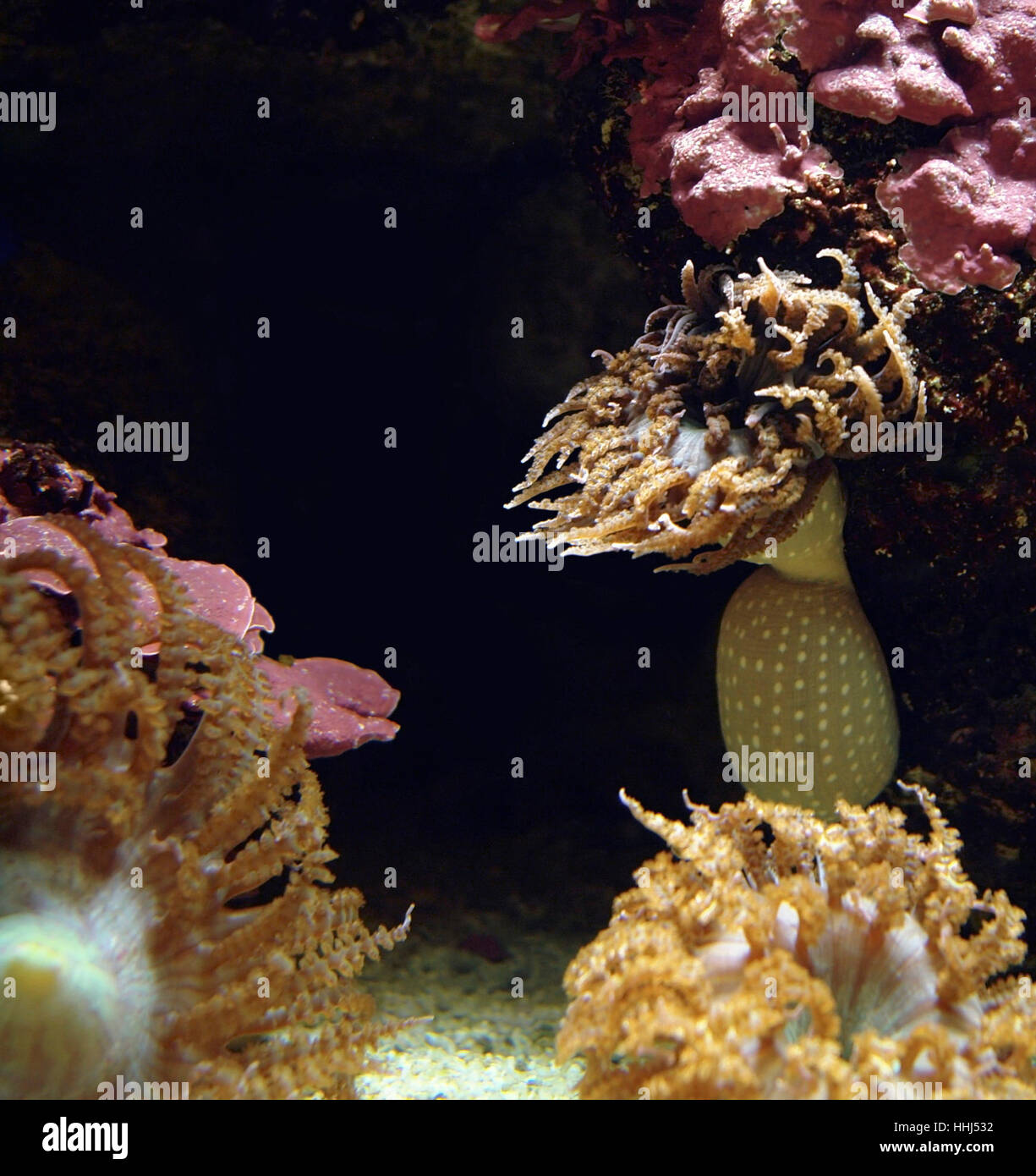 Paesaggio subacqueo che mostra alcune attinie nel buio torna, con copyspace Foto Stock