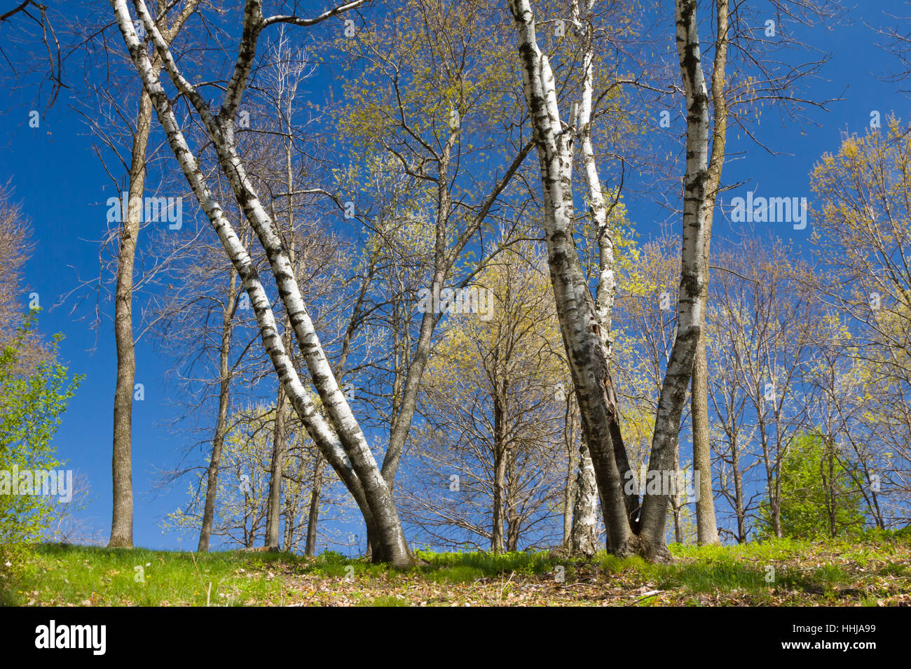 Bella, beauteously, Nizza, albero, luce solare, la molla di rimbalzo, rimbalza, hop, Foto Stock