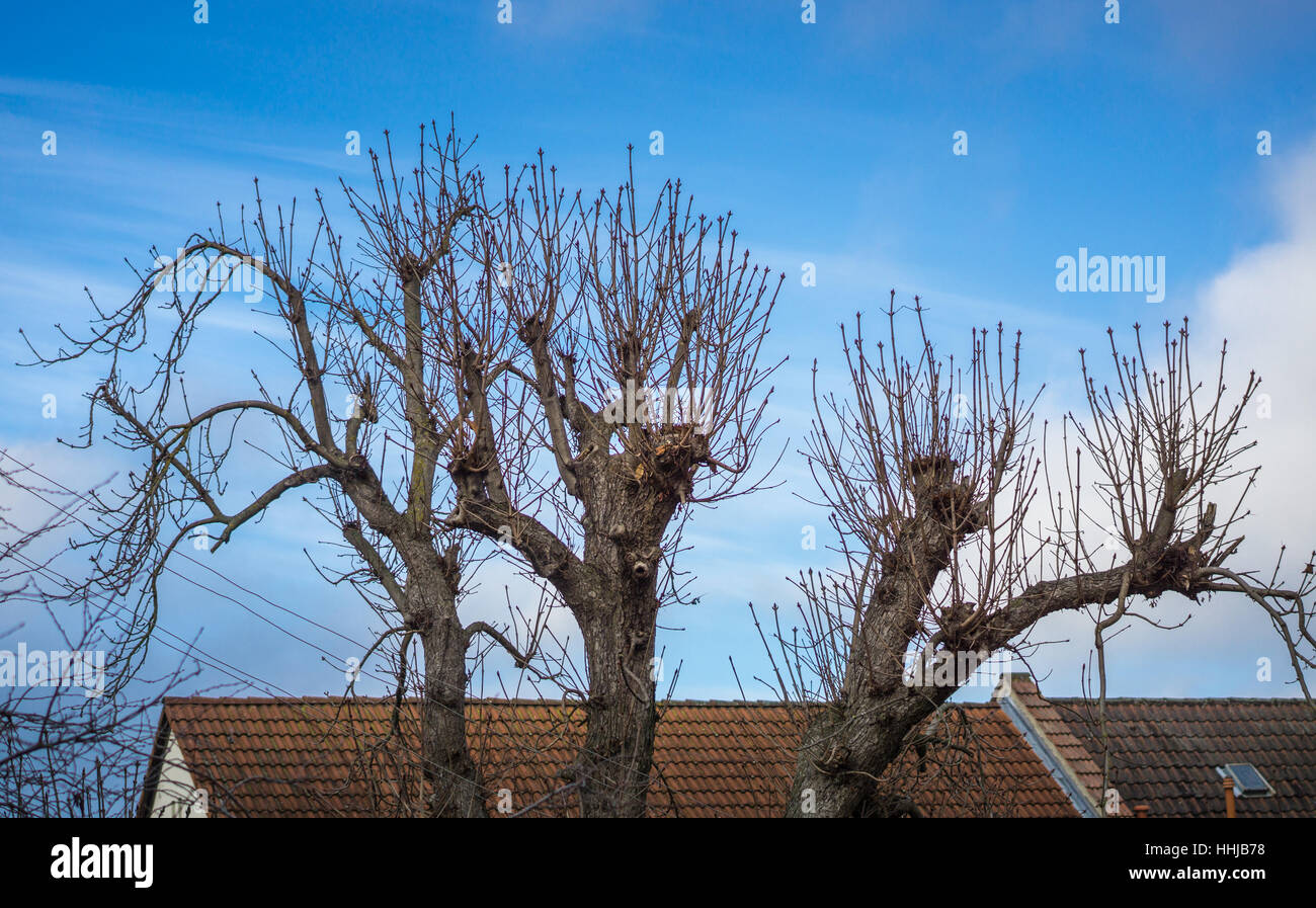 Abstract treetops davanti casa tetti Foto Stock