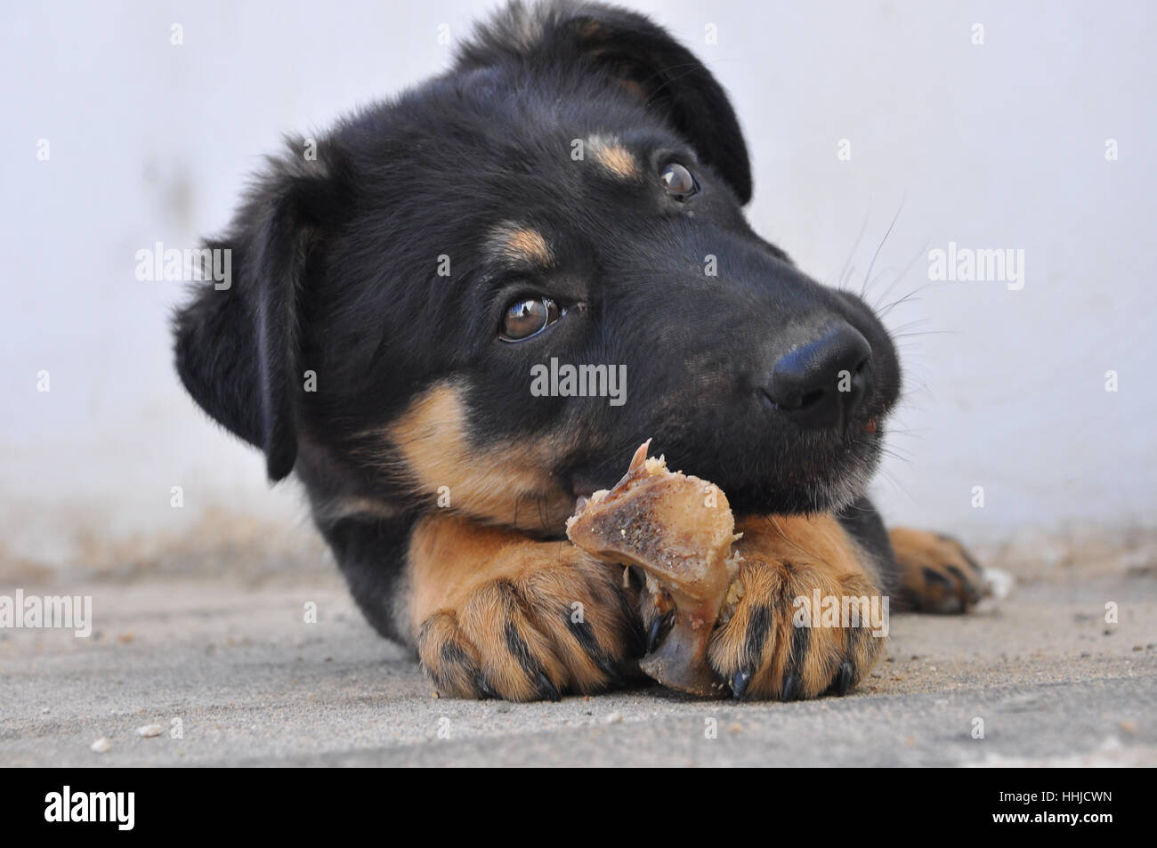 , La metà pastore tedesco metà canaan cane morde il suo osso Foto Stock