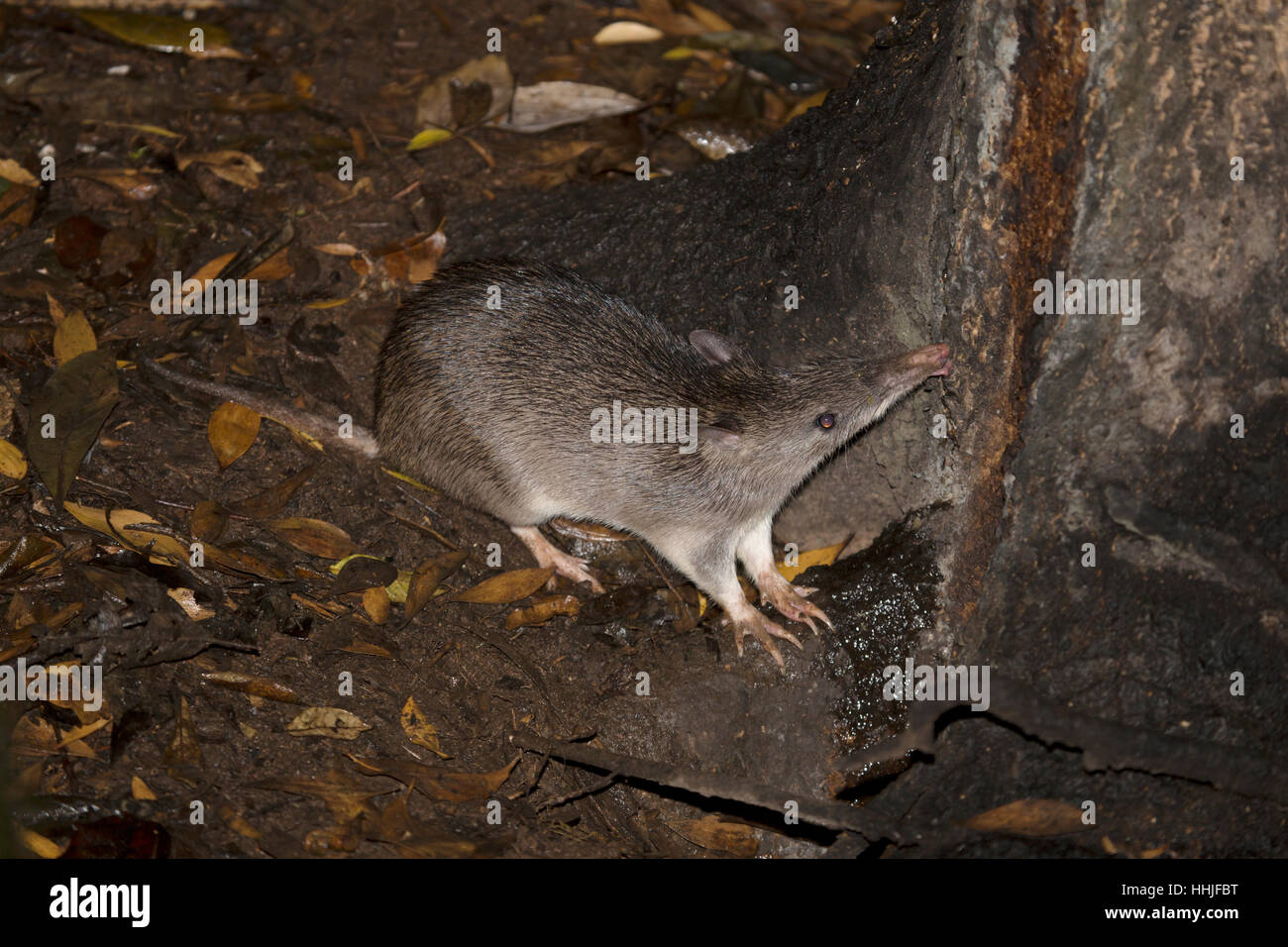 A becco lungo Bandicoot Perameles nasuta altopiano di Atherton Queensland, Australia MA003101 Foto Stock