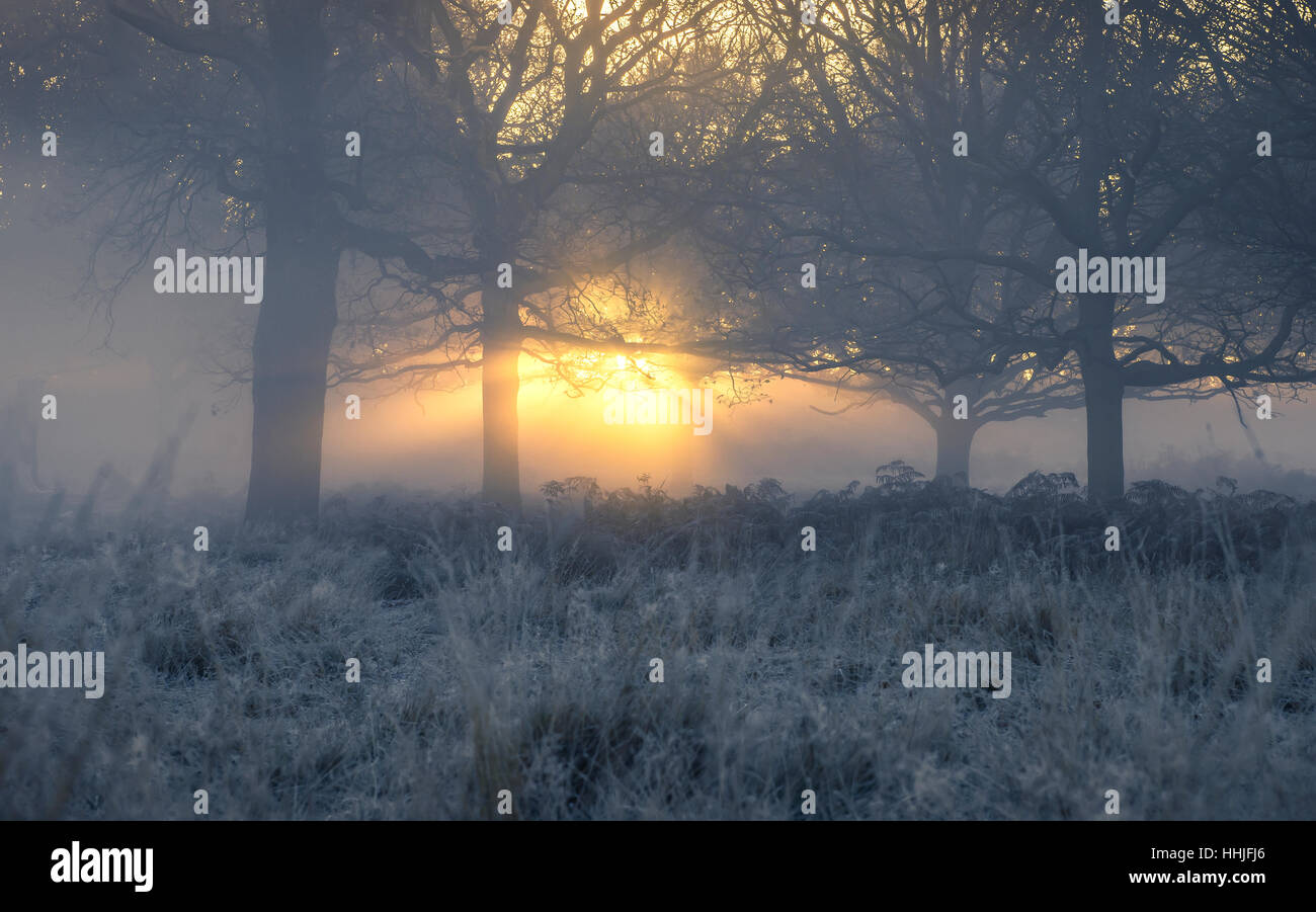 Foschia mattutina sunrise in Richmond Park Foto Stock
