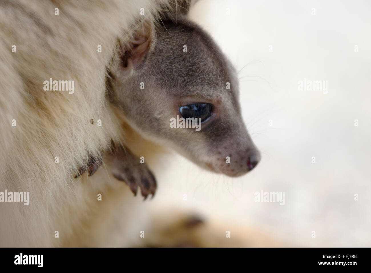 Roccia disadorne Wallaby - joey nella sacca Petrogale inornata, Mareeba Aeroporto gara altopiano di Atherton Queensland, Australia MA003253 Foto Stock
