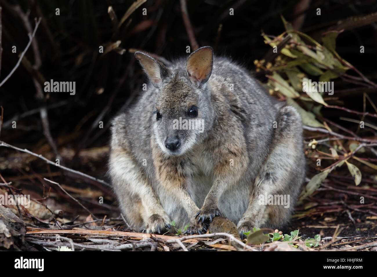Tammar Wallaby Macropus eugenii decres Kangaroo Island South Australia, Australia MA003255 Foto Stock