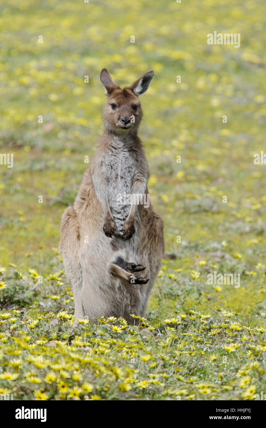 Grigio occidentale Canguro - femmina con joey entrando pouch Macropus fuliginosus fuliginosus Kangaroo Island South Australia, Australia MA003291 Foto Stock