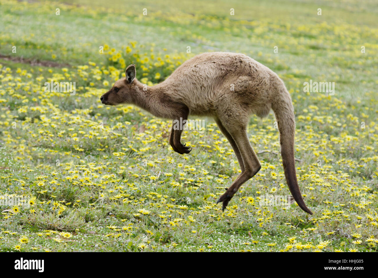 Grigio occidentale Canguro - hopping Macropus fuliginosus fuliginosus Kangaroo Island South Australia, Australia MA003296 Foto Stock