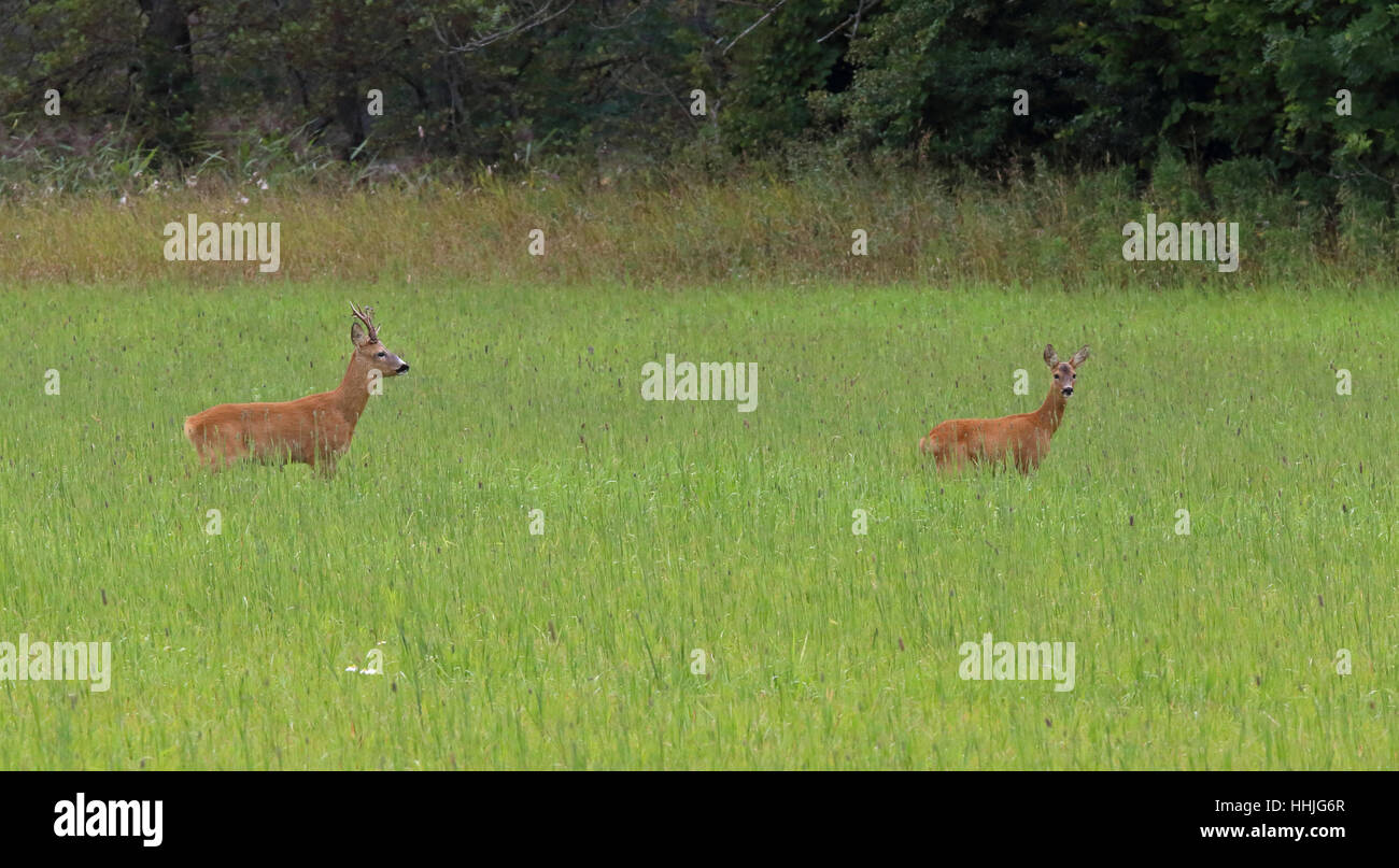 Coppia di cervi ROE su campo verde / allarme alto Foto Stock