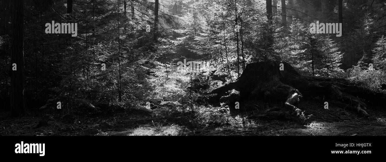 Alberi da bosco e le felci, Bianco Moor, New Forest National Park; Hampshire County; Inghilterra; Gran Bretagna, Regno Unito Foto Stock
