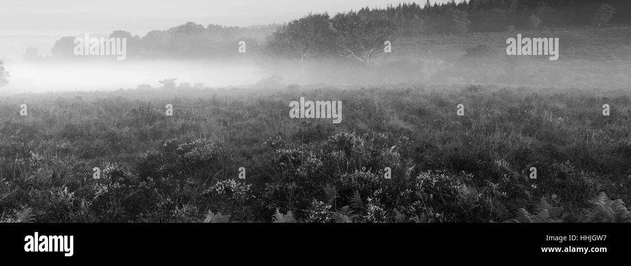 Misty alba; Bratley pianura, New Forest National Park; Hampshire County; Inghilterra; Gran Bretagna, Regno Unito Foto Stock