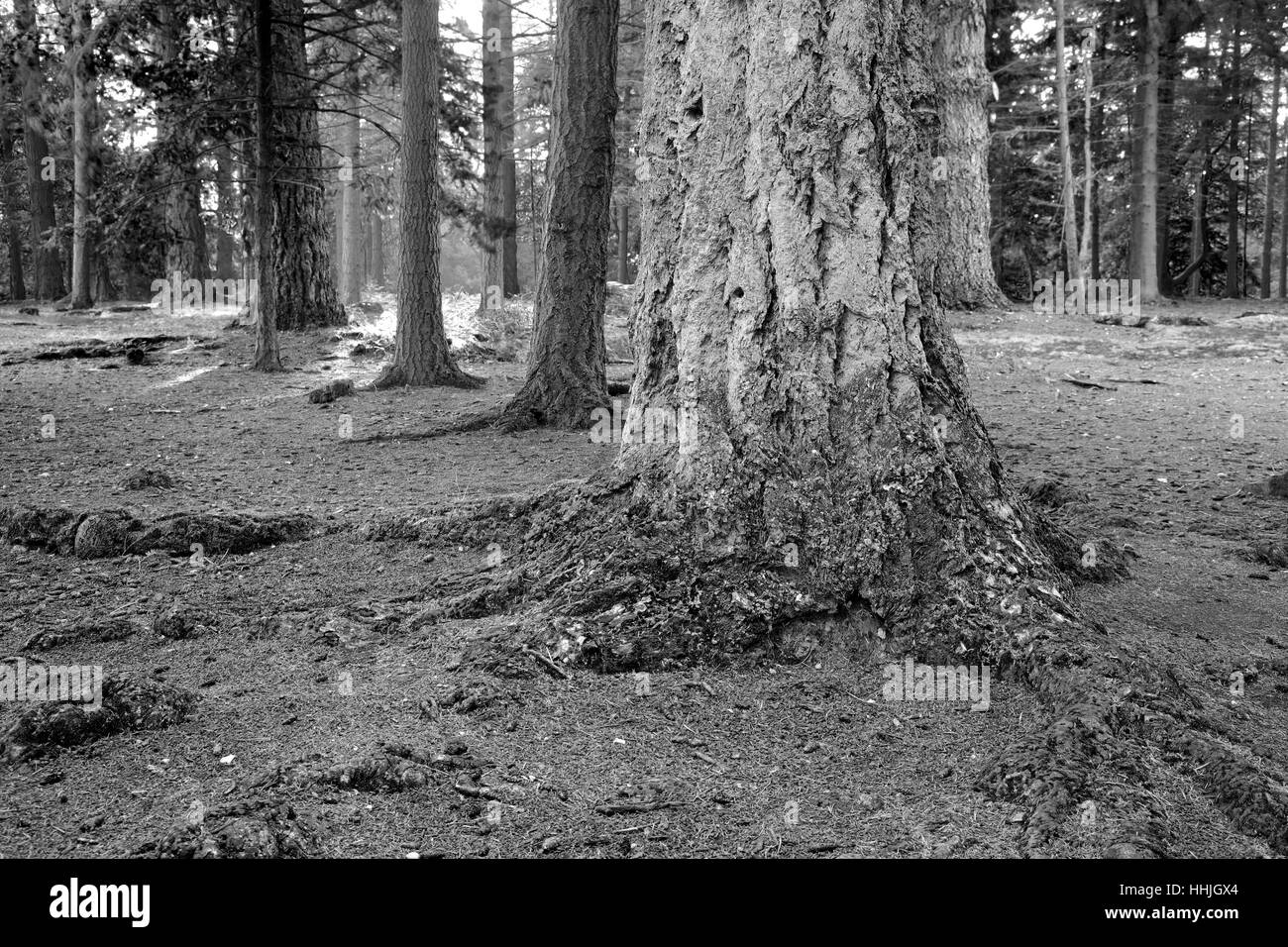 Alberi da bosco e le felci, Bianco Moor, New Forest National Park; Hampshire County; Inghilterra; Gran Bretagna, Regno Unito Foto Stock